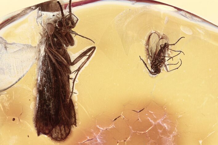 Detailed Fossil Caddisfly and Dark-Winged Fungus Gnat In Baltic Amber #310981